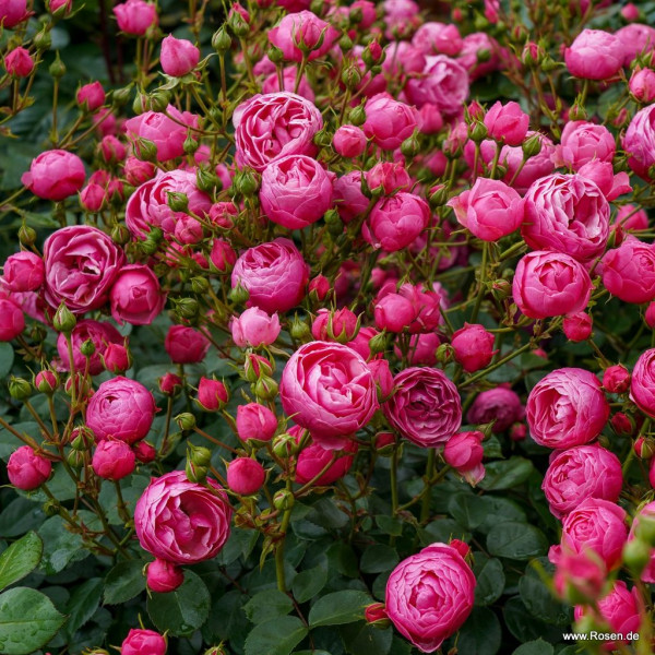 POMPONELLA® POMPONELLA®